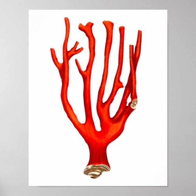 Poster Coral vermelho, ilustração da vida marinha (Frente)