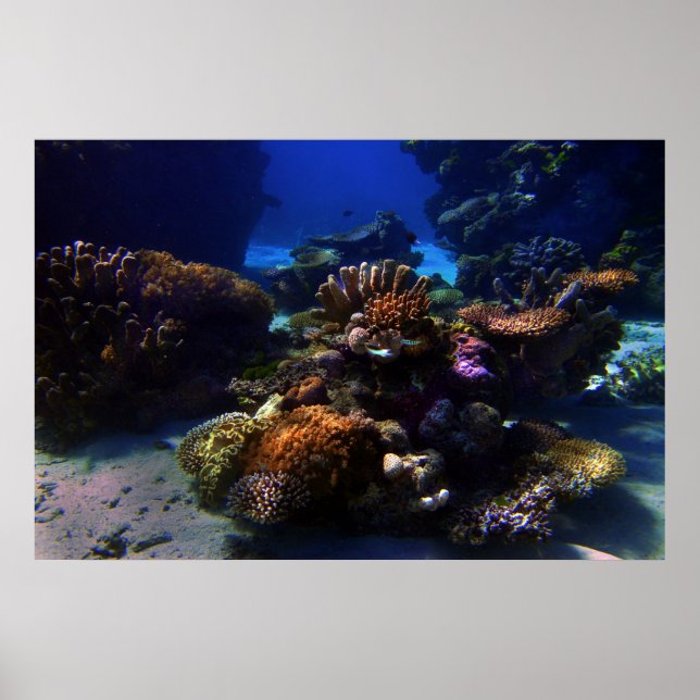 Poster CoralGarden (Frente)