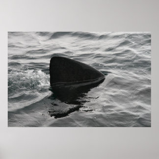 Poster Corante
