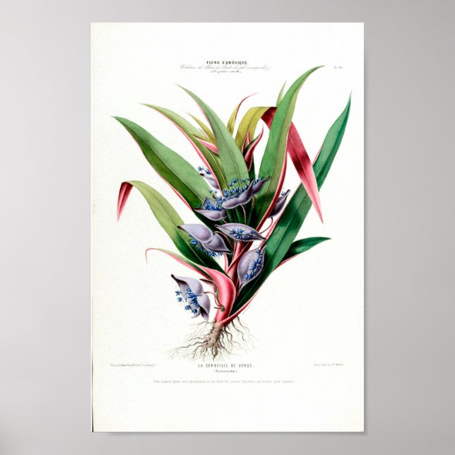 Poster Corbeille De Venus Flore D Amerique Floral (Frente)