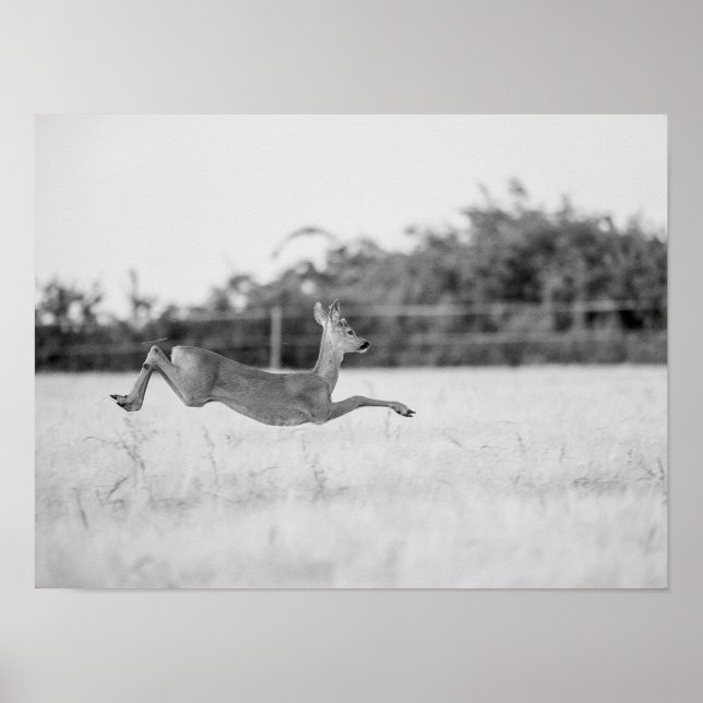 Poster "Corça Saltitante Fotografia de Vida Selvagem Pret (Frente)