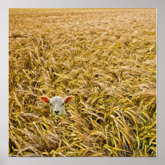 Póster cordeiro perdido