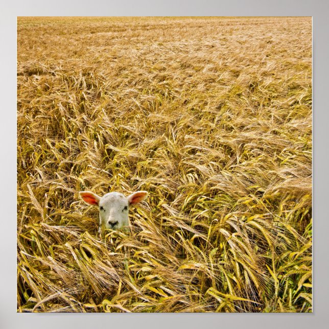 Póster cordeiro perdido (Frente)