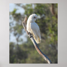 Corella Bird