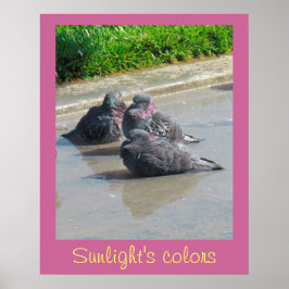 Poster - Cores da luz solar