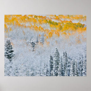 Poster Cores de Outono de Aspens   Montanhas Rochosas, Co