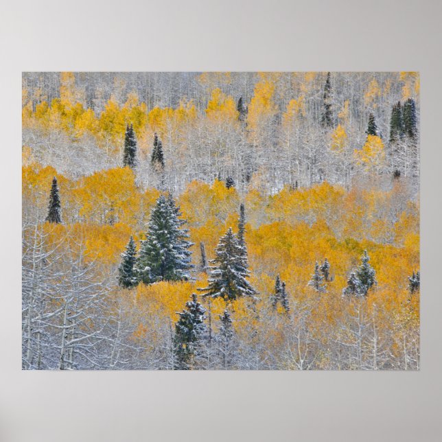 Poster Cores de Outono de Aspens & Neve Fresca Keebler Pa (Frente)