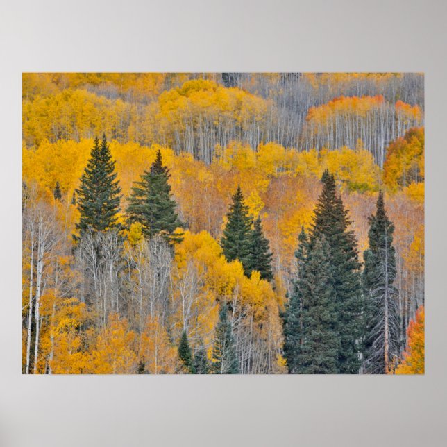 Poster Cores de outono em Aspen Groves (Frente)