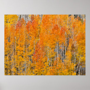 Poster Cores de Outono em Bosques de Álamo