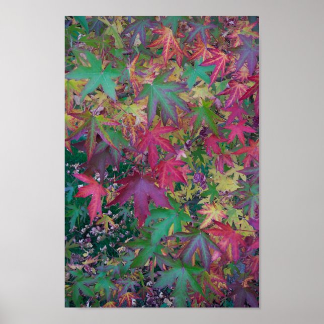 Poster Cores de queda (Frente)