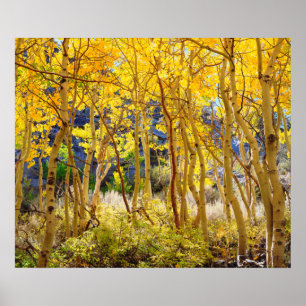 Poster Cores de queda das árvores de Aspen 3
