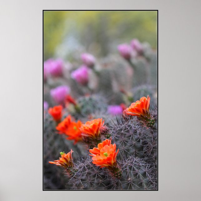 Póster Cores do deserto (Frente)