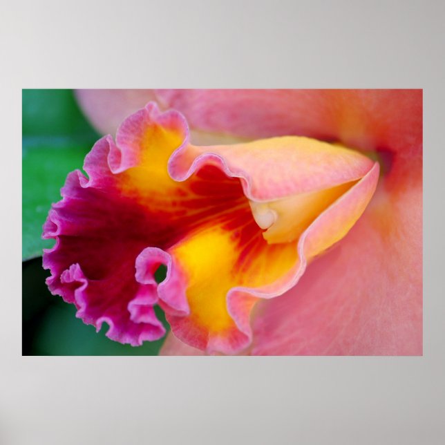 Póster Cores Orquídeas (Frente)