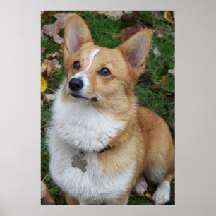 Póster Corgi considerável
