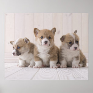 Póster Corgi de três Galês