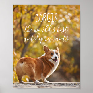 Poster Corgis, os melhores antidepressivos do mundo