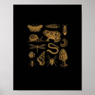 Poster Coringa de Sapo Cogumelo Mariposa Vintage