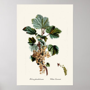 Poster Corinto branco