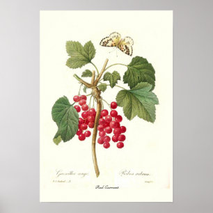 Poster Corinto vermelho