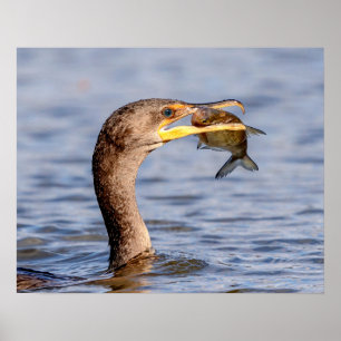 Póster Cormorant com um peixe