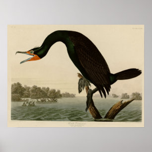 Póster Cormorant de Florida