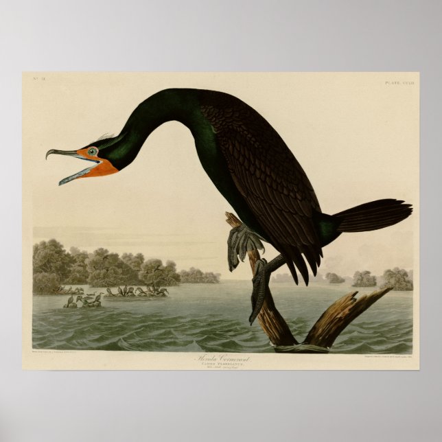 Póster Cormorante da Flórida (Frente)