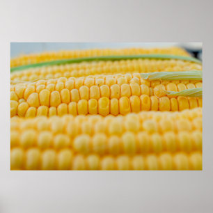 Poster Corn corn on the cob corn kernels