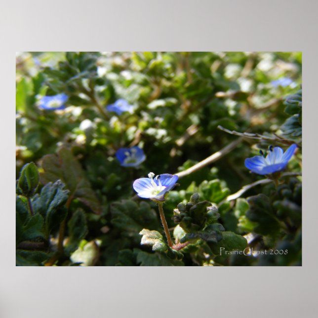 Poster Corn Speedwell 1 (Frente)