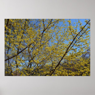 Póster Cornelian Cherry Dogwood e Blue Sky Floral