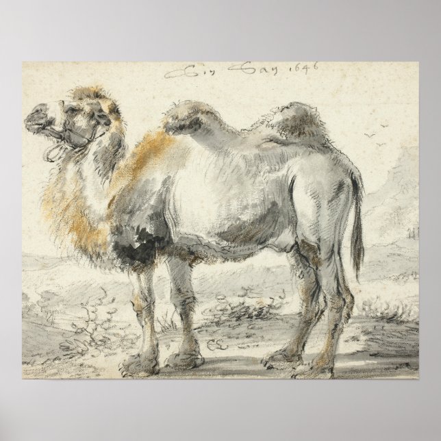 Poster Cornelis Saftleven - A Camel (Frente)