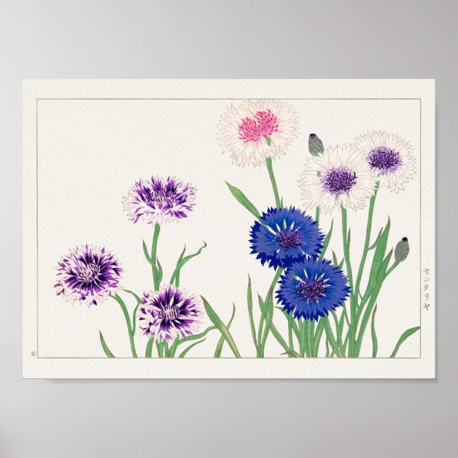 Poster Cornflower por Tanigami Konan (Frente)