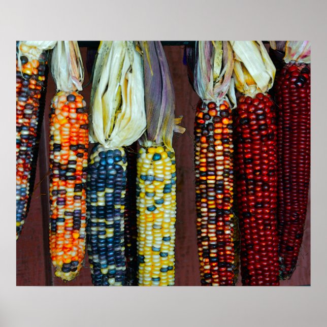 Póster Corno Colorido ou Corno Índio (Frente)