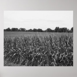Poster Cornstalks Pretos e Brancos num Campo Rural 16x20