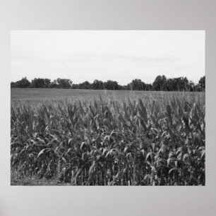 Poster Cornstalks Pretos e Brancos num Campo Rural 16x20