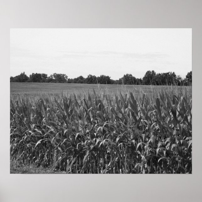 Poster Cornstalks Pretos e Brancos num Campo Rural 16x20 (Frente)