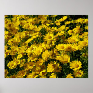 Poster Coroa de Daisias/Chrysanthemum Coronarium