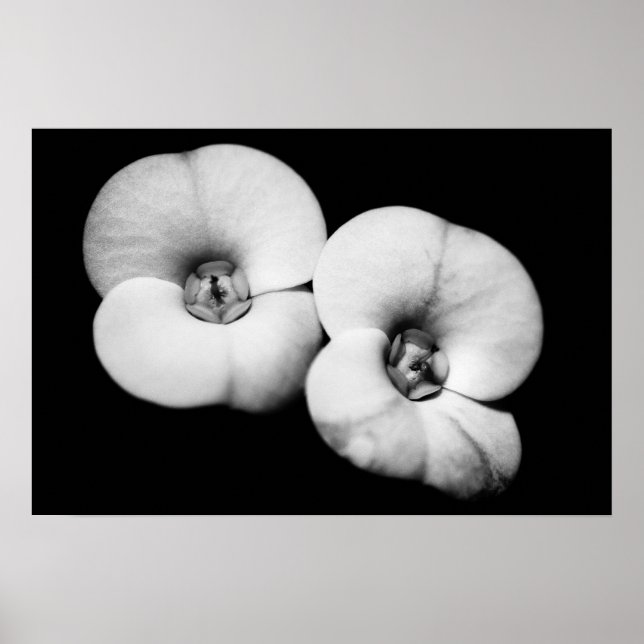 Poster coroa de espinhos (Frente)