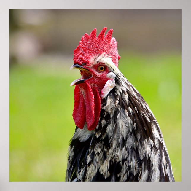 Póster Coroa de galo de fechar (Frente)