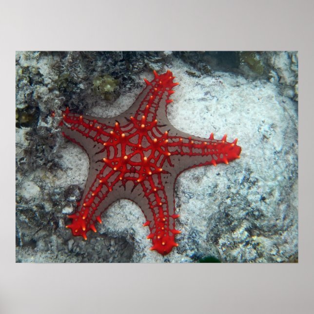 Poster Coroa De Peixe-Frio-Coral No Recife De Coral (Frente)