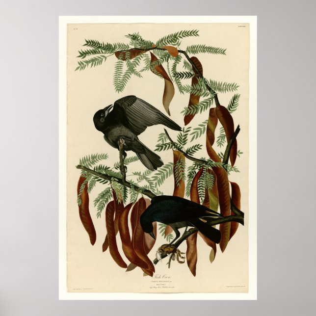 Póster Coroa de Peixes (Frente)