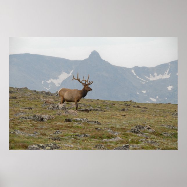 Poster Coroa em Majestade (Frente)