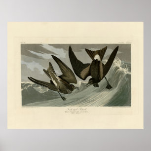 Poster Coroa-garfo Petrel das Aves da América de Audubon