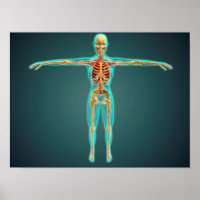 Corpo Humano Mostrando Sistema Esquelético, Artéri