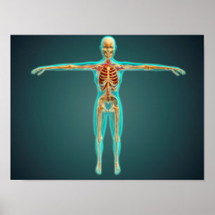 Póster Corpo humano que mostra o sistema esqueletal,