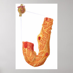 Poster Corpúsculo renal e a membrana da filtragem