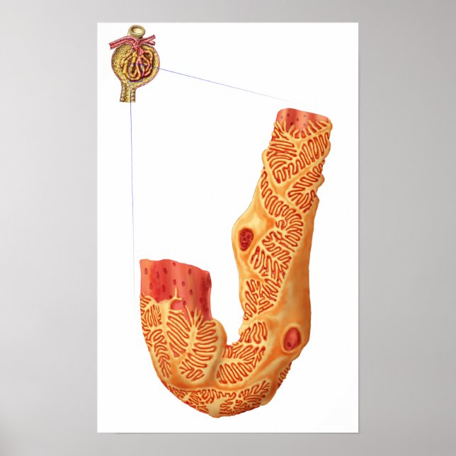 Poster Corpúsculo Renal E Membrana De Filtração (Frente)