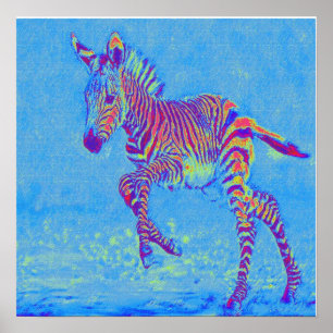 Póster corredor da zebra dos azuis bebés
