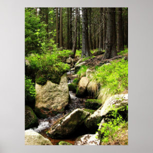 Póster córrego da floresta