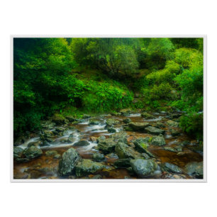 Póster Córrego Florestal em Mata Exuberante (Rio Dargle)