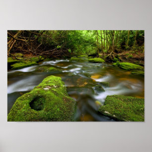 Poster Córrego luxúria da floresta tropical